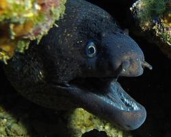 Muréna obecná - muraena helena - Mediterranean moray 