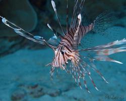 perutýn ďábelský - Pterois miles - common lionfish or devil firefish 