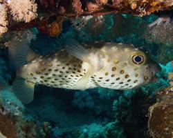 ježík žlutoskvrnný - Cyclichthys spilostylus - spotbase burrfish 