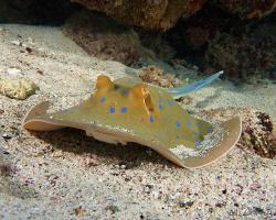 trnucha modroskvrnná - Taeniura lymma - bluespotted ribbontail ray 