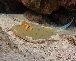 trnucha modroskvrnná - Taeniura lymma - bluespotted ribbontail ray 