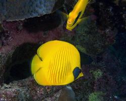 klipka pološkrabošková - Chaetodon semilarvatus - blue-cheeked butterflyfish 