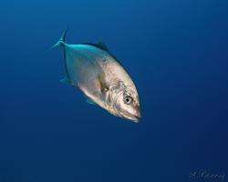 kranas žlutotělý - Carangoides bajad - Orangespotted trevally 