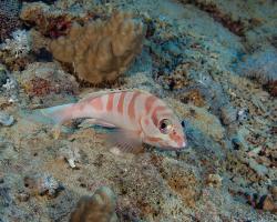 kanic proužkatý - Epinephelus fasciatus - Blacktip grouper 