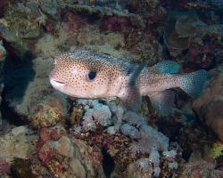 ježík obecný - Diodon hystrix - Spot-fin porcupinefish 