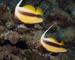 klipka rudomořská - Heniochus intermedius - Red Sea bannerfish 