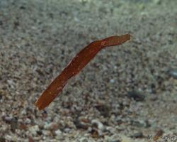 vějířník modroploutvý - Solenostomus cyanopterus - Ghost pipefish 