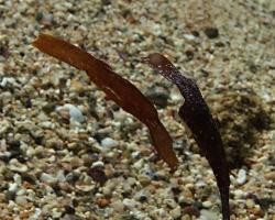 vějířník modroploutvý - Solenostomus cyanopterus - Ghost pipefish 