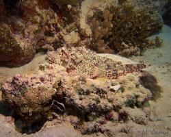 ropušnice ostrohlavá - Scorpaenopsis oxycephala - Tassled scorpionfish 
