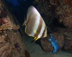 netopýrník obecný - Platax orbicularis - Orbicular batfish 