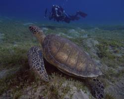 kareta obrovská - Chelonia mydas - green sea turtle 