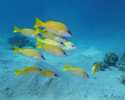 chňapal modropruhý - Lutjanus kasmira - Common bluestripe snapper 