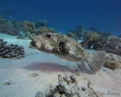 čtverzubec hvězdnatý - Arothron stellatus - stellate puffer 