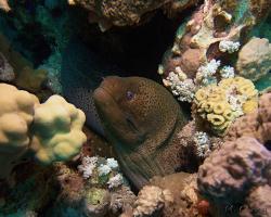 muréna jávská - Gymnothorax javanicus - giant moray 