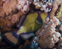 ostenec zelenavý - Balistoides viridescens - titan triggerfish 