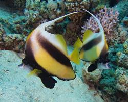 klipka rudomořská - Heniochus intermedius - Red Sea bannerfish 