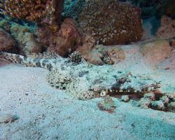 zploštělec dlouhohlavý - Papilloculiceps longiceps - Tentacled flathead 