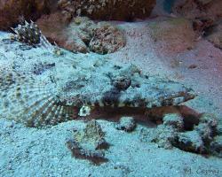 zploštělec dlouhohlavý - Papilloculiceps longiceps - Tentacled flathead