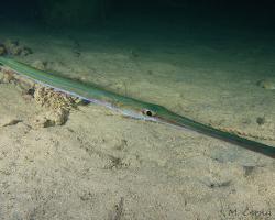 lulanka Commersonova - Fistularia commersonii - Bluespotted cornetfish 