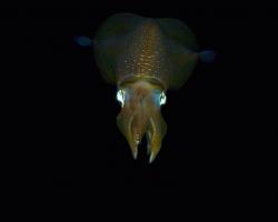 oliheň - Sepioteuthis lessoniana - bigfin reef squid 