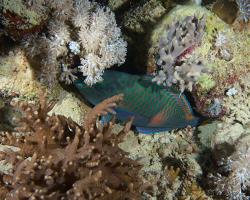 ploskozubec tupohlavý - Chlorurus sordidus - Daisy parrotfish 