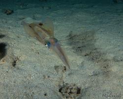 oliheň - Sepioteuthis lessoniana - bigfin reef squid 