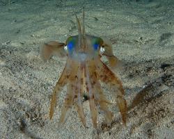 oliheň - Sepioteuthis lessoniana - bigfin reef squid 