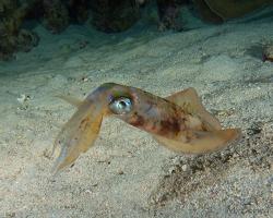 oliheň - Sepioteuthis lessoniana - bigfin reef squid 