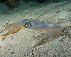 oliheň - Sepioteuthis lessoniana - bigfin reef squid 