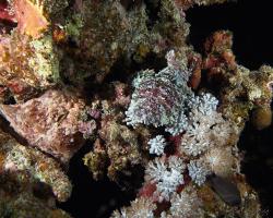 ropušnice ostrohlavá - Scorpaenopsis oxycephala - Tassled scorpionfish 