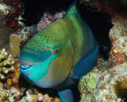 ploskozubec černohlavý - Scarus ferrugineus - Rusty parrotfish 