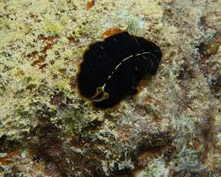 ploštěnka - Pseudoceros dimidiatus - flat worm