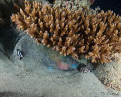 ploskozubec tupohlavý (v ochranné bublině) - Chlorurus sordidus - Daisy parrotfish 