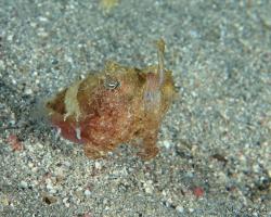 sépie kápovitá - Sepia prashadi - hooded cuttlefish 