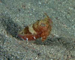 sépie kápovitá - Sepia prashadi - hooded cuttlefish 