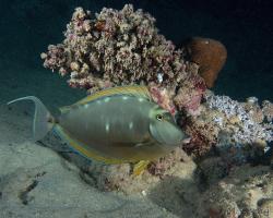 bodlok půvabný - Naso elegans - Elegant unicornfish 