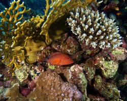 kanic modroskvrnný - Cephalopholis miniata - Coral hind 