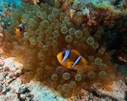 klaun špičatopruhý - Amphiprion bicinctus - Twoband anemonefish 