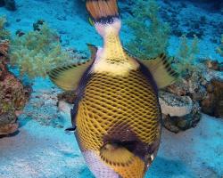 ostenec zelenavý - Balistoides viridescens - titan triggerfish 