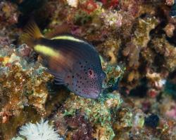 štětičkovec Forsterův - Paracirrhites forsteri - Blackside hawkfish 