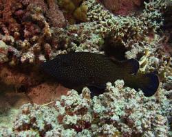 kanic tmavý - Cephalopholis argus - Peacock hind 