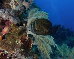 bodlok Desjardinův - Zebrasoma desjardinii - Indian sail-fin surgeonfish 