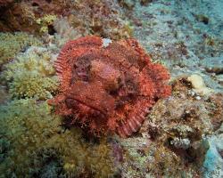 ropušnice ostrohlavá - Scorpaenopsis oxycephala - Tassled scorpionfish 