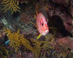 pruhatec velký - Sargocentron spiniferum - Sabre squirrelfish 