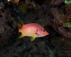 pruhatec velký - Sargocentron spiniferum - Sabre squirrelfish 