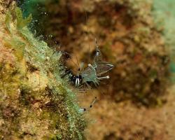 kreveta - Periclimenes longicarpus - shrimp