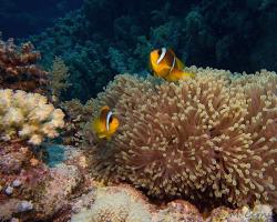 klaun špičatopruhý - Amphiprion bicinctus - Red Sea clownfish 