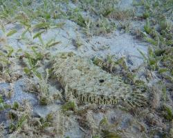 kambala leopardí - Bothus pantherinus - Leopard flounder 