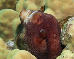 chobotnice modrá - Octopus cyanea - big blue octopus or day octopus 