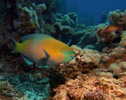 ploskozubec černohlavý - Scarus ferrugineus - Rusty parrotfish 